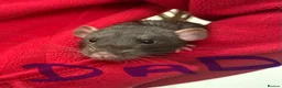 Rat rodents for sale: Dumbo rats in Manningtree - Advert 4