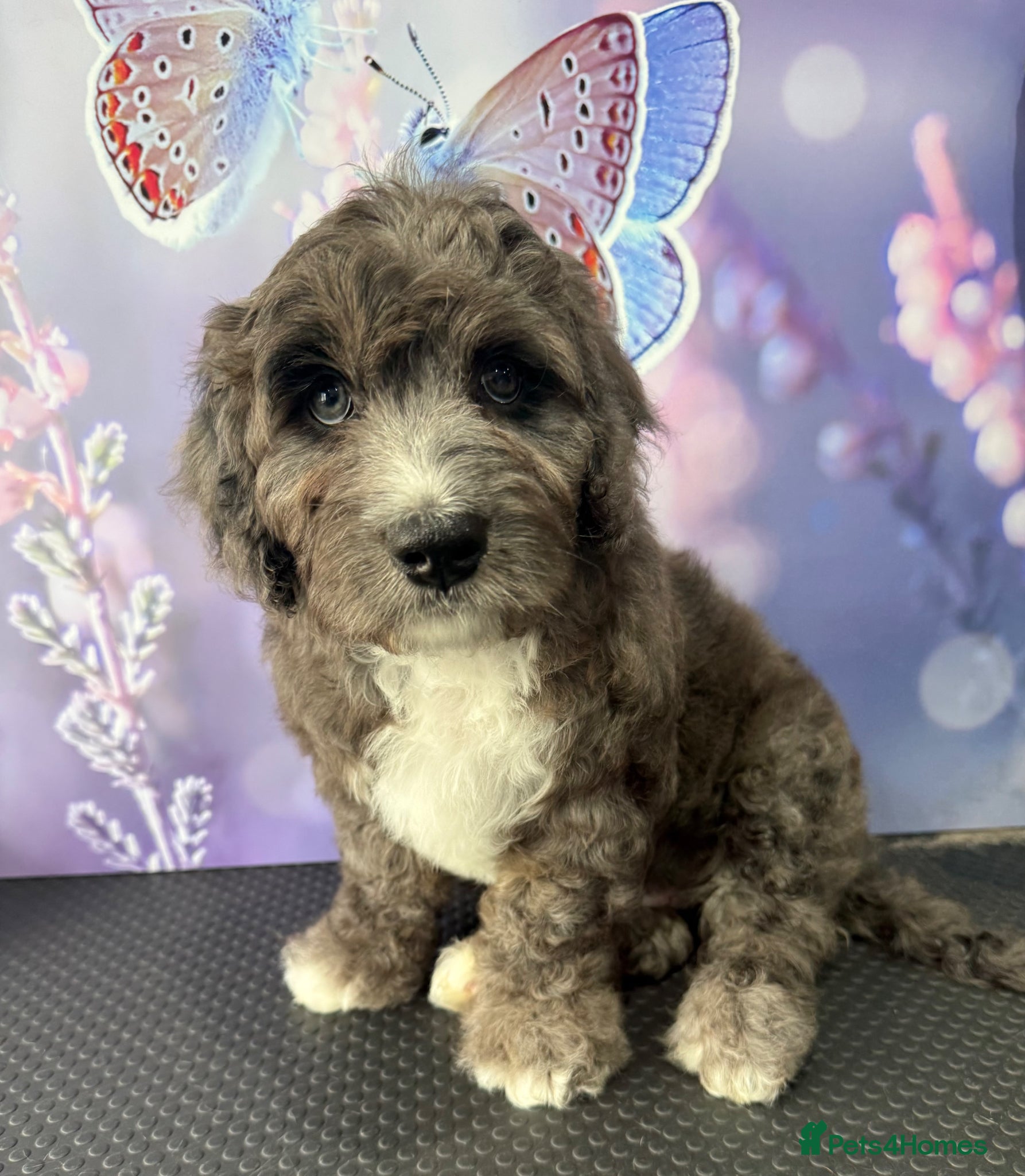 Bernedoodle dogs Health tested miniature bernedoodles - Advert 1