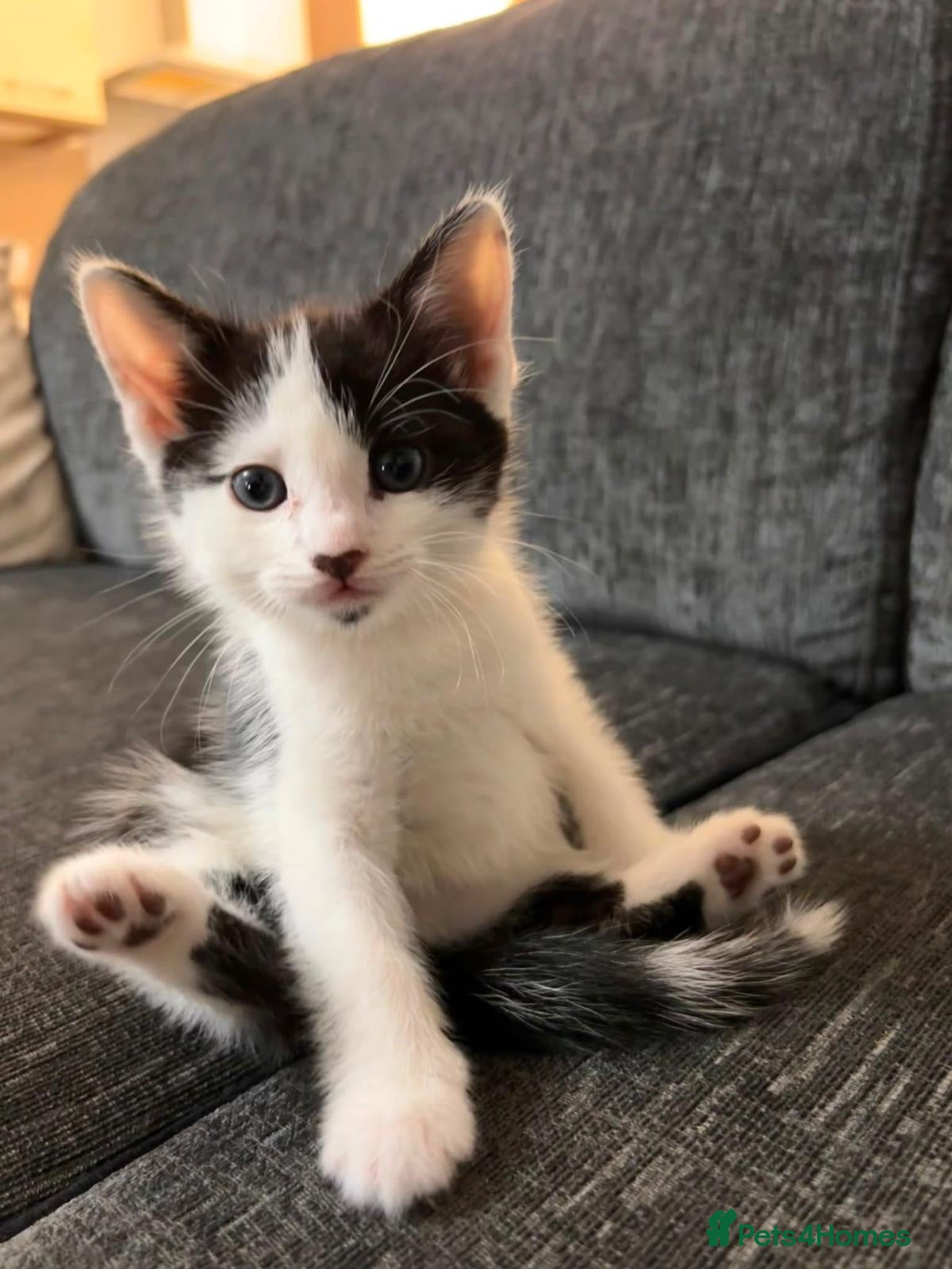 Domestic Shorthair cats One beautiful boy ready for his forever home✨ - Advert 16