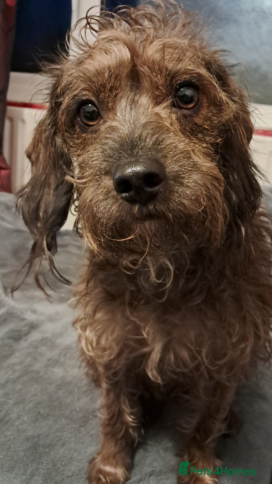 Mixed Breed dogs for sale: Peggy needs a loving home  - Image 4