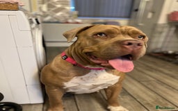 Mixed Breed dogs for sale: Cane Corso Cross Girl - Image 1
