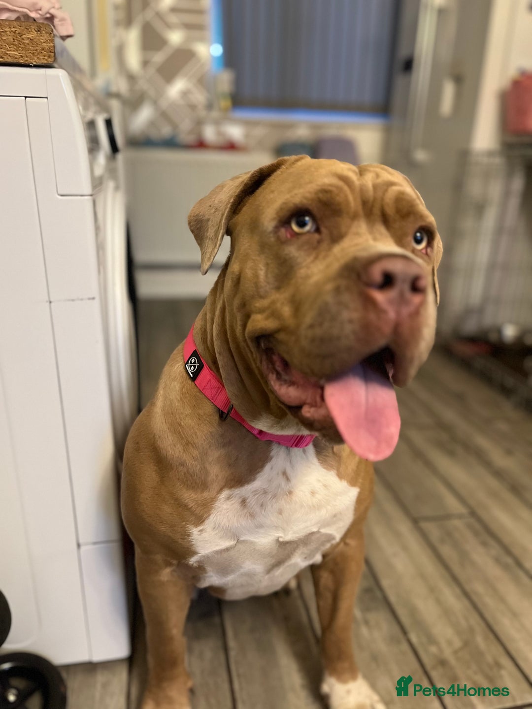 Mixed Breed dogs for sale: Cane Corso Cross Girl - Image 1
