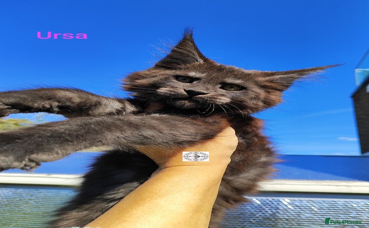 Maine Coon cats - Advert 8