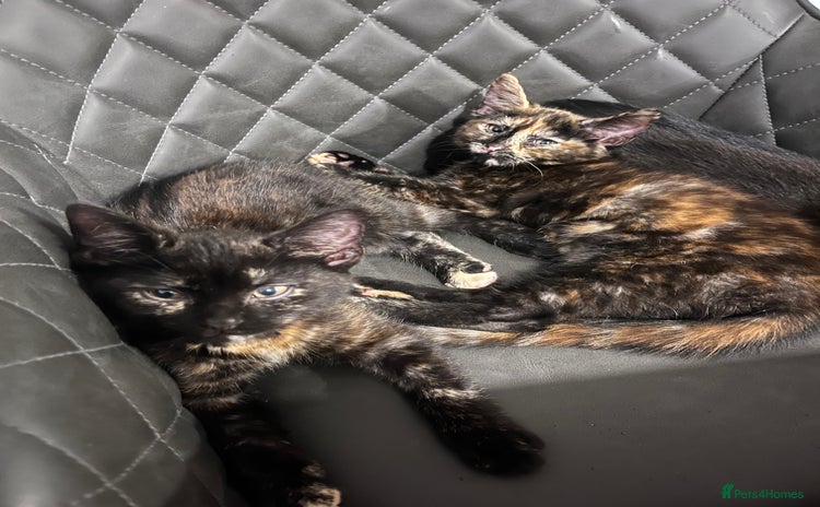 Mixed Breed cats - Advert 3