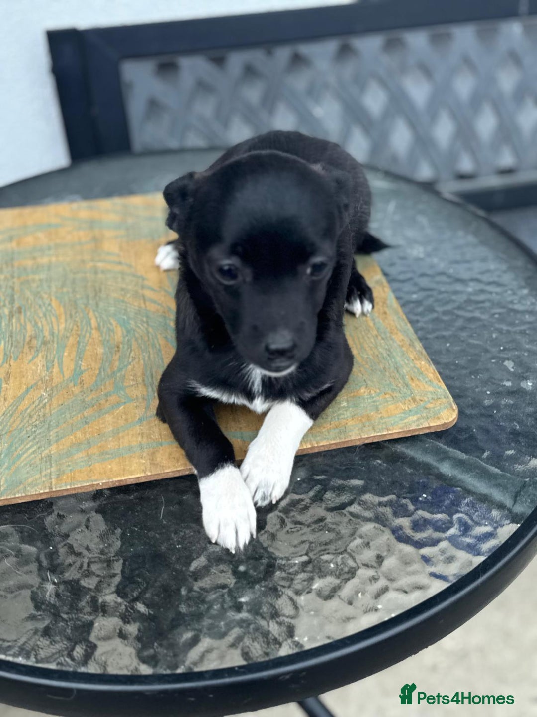 Mixed Breed dogs for adoption: FLORA - a Lovely tiny puppy girl for a Loving Home - Advert 11