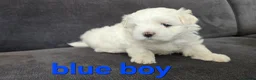 Maltese dogs for sale: ⭐️KC registered Maltese puppies⭐️ - Advert 20
