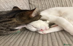 Mixed Breed cats for sale: Snowy and pip🩵💕 - Image 25