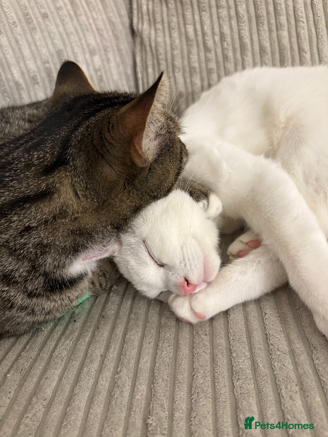 Mixed Breed cats for sale: Snowy and pip🩵💕 - Image 25