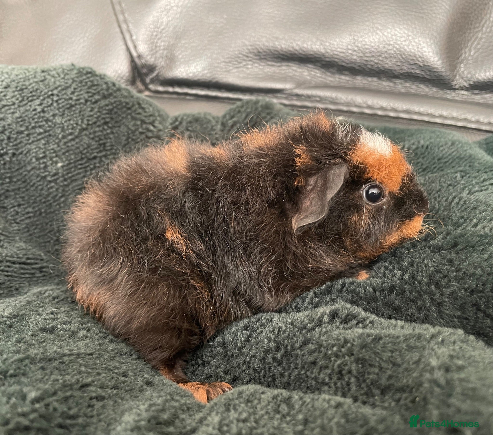 Guinea Pig rodents Teddy x short haired female and male guinea pigs - Advert 2
