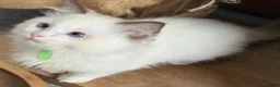 Ragdoll cats for sale: GCCF🥇PUREBRED REG RAGDOLL KITTENS AWARD WIN🥇 - Advert 35