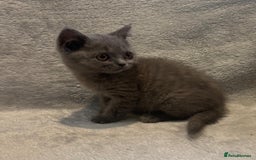 British Shorthair cats for sale: British short hair kittens  - Image 9