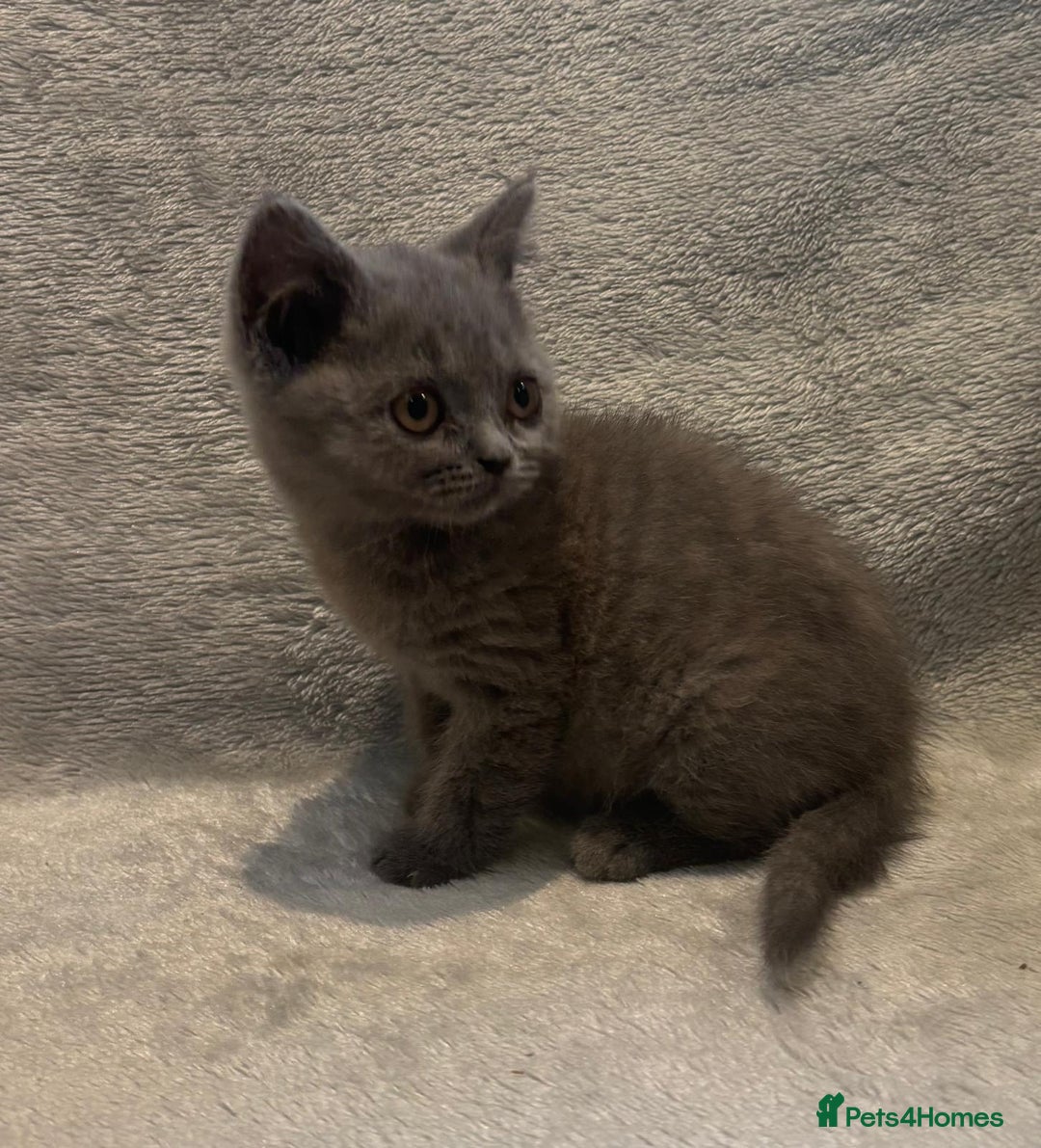 British Shorthair cats for sale: British short hair kittens  - Image 9