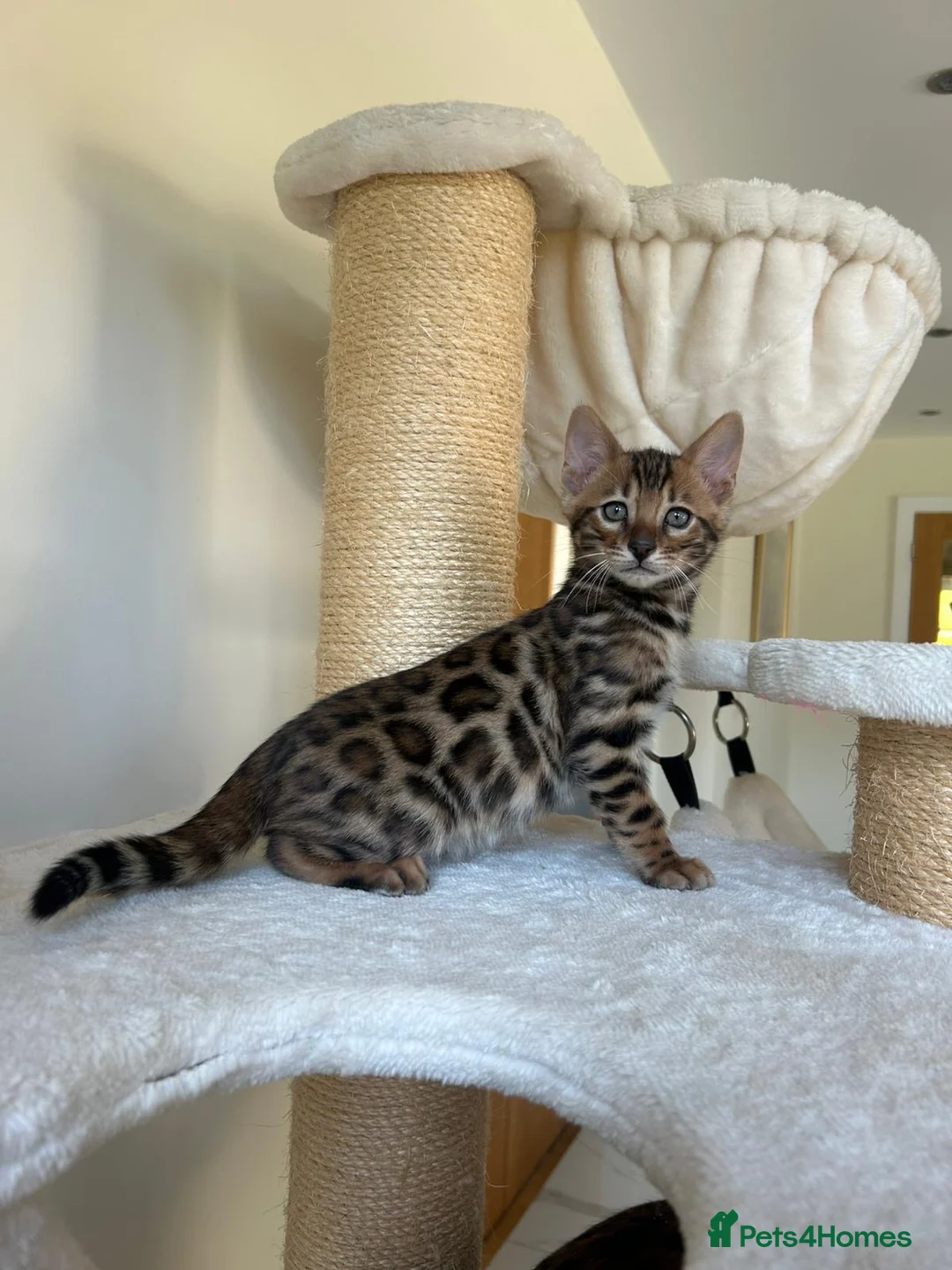 Bengal cats for sale: Best Quality Bengal Kittens in the U.K.  - Advert 1