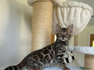 Bengal cats Best Quality Bengal Kittens in the U.K. - Advert 1