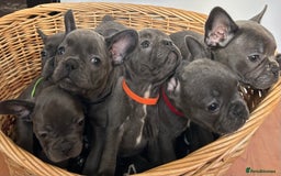 French Bulldog dogs for sale: Solid Blue French Bulldog  - Image 35