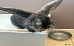 Mixed Breed rabbits for sale: 4 young rabbits - Advert 2
