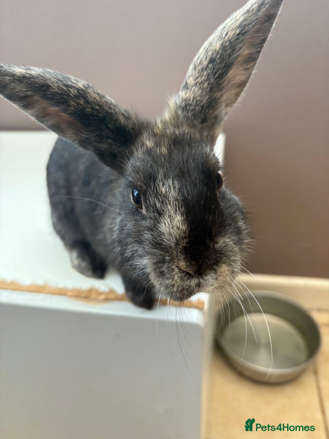 Mixed Breed rabbits for sale: 4 young rabbits - Advert 2