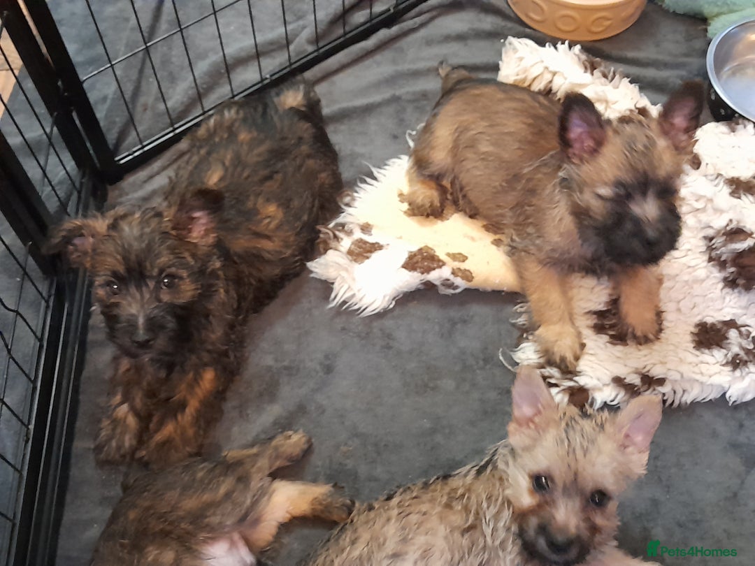 Cairn Terrier dogs for sale: 3 BOYS & 2 GIRLS LEFT OUT OF 7 - Advert 7