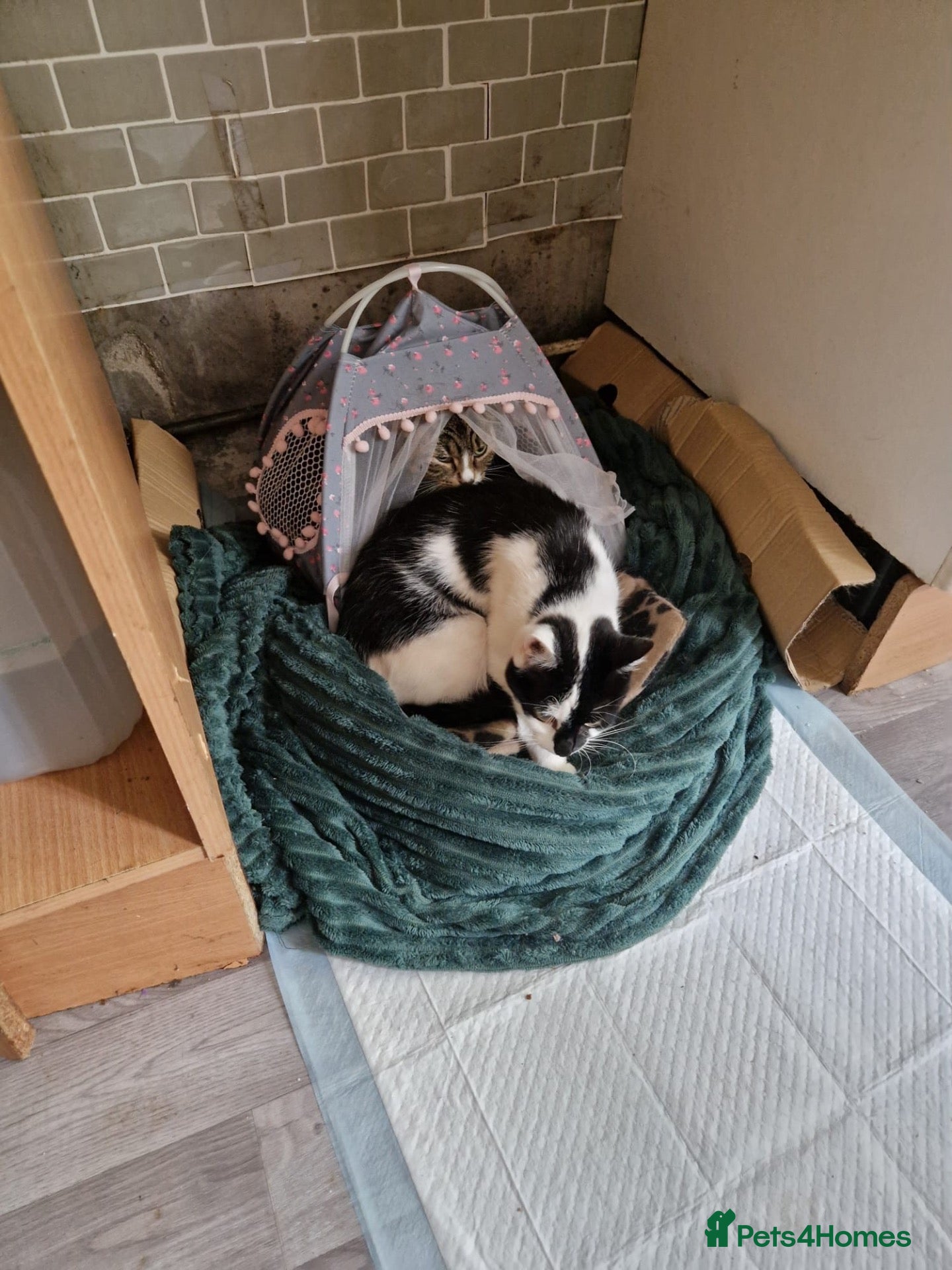 Mixed Breed cats for sale: Missy - Advert 9