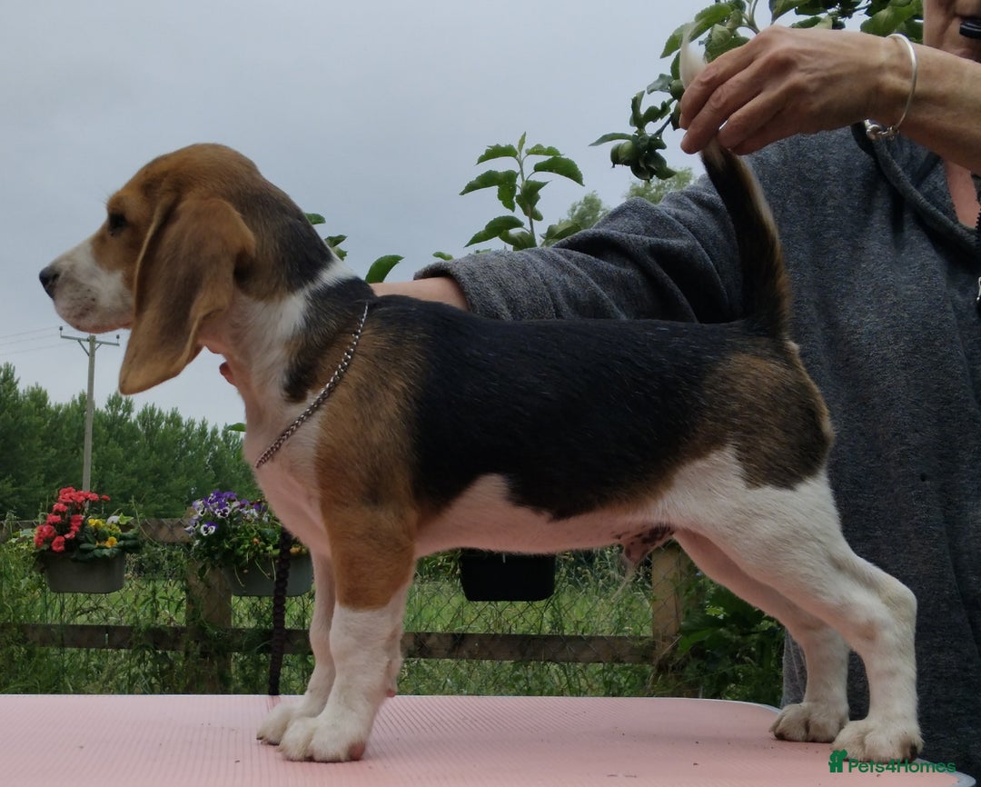 Beagle dogs for sale: **FULLY HEALTH TESTED TRI BEAGLE MALE AVAILABLE** - Image 4