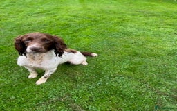 English Springer Spaniel dogs for sale: Gorgeous L/W Springer Spaniel Dog - Image 2
