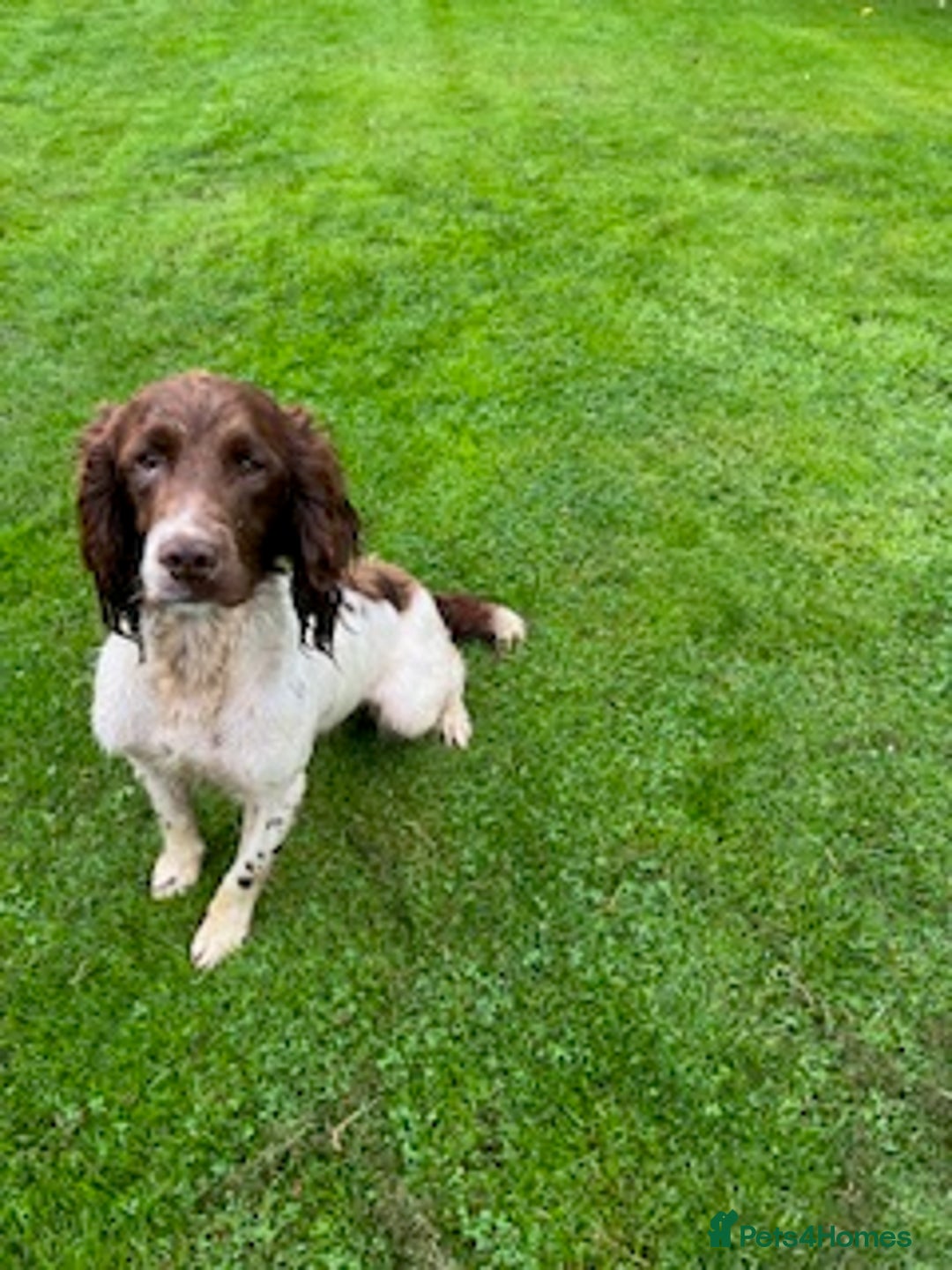 English Springer Spaniel dogs for sale: Gorgeous L/W Springer Spaniel Dog - Image 2