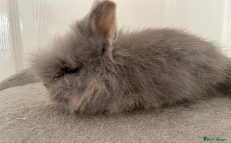 Lionhead rabbits - Advert 16