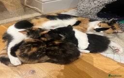 Mixed Breed cats for sale: Beautiful kittens looking for their forever homes - Image 8