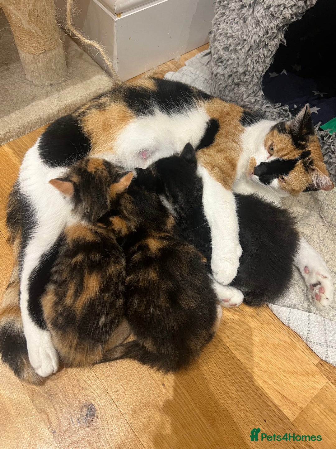 Mixed Breed cats for sale: Beautiful kittens looking for their forever homes - Image 8