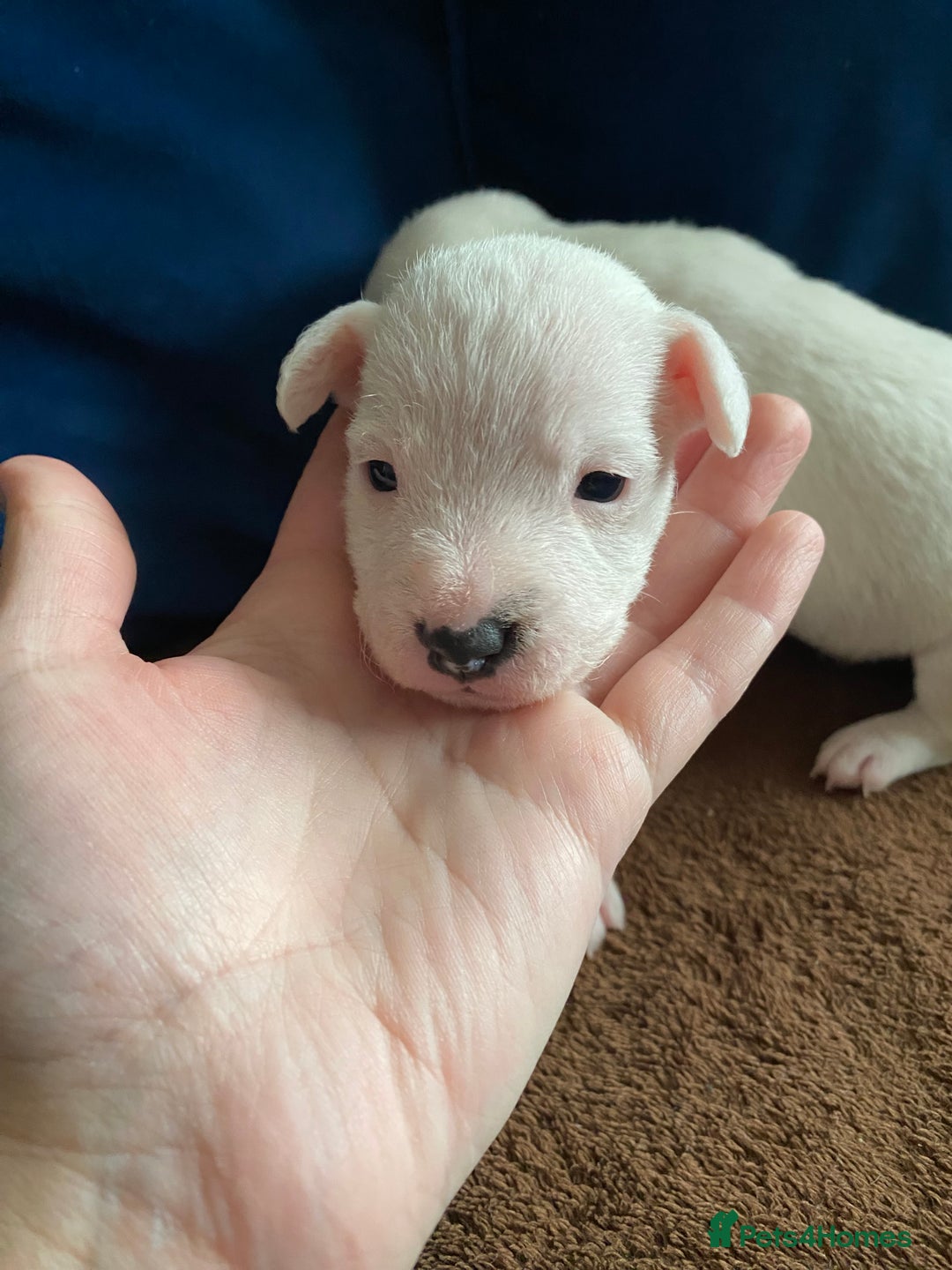 Parson Russell dogs for sale: Quality Parson Russell Terrier Male Puppies - Image 4
