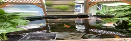 Koi Carp fish for sale: Pond clearance - Advert 29
