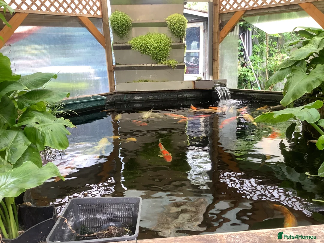 Koi Carp fish for sale: Pond clearance - Advert 29