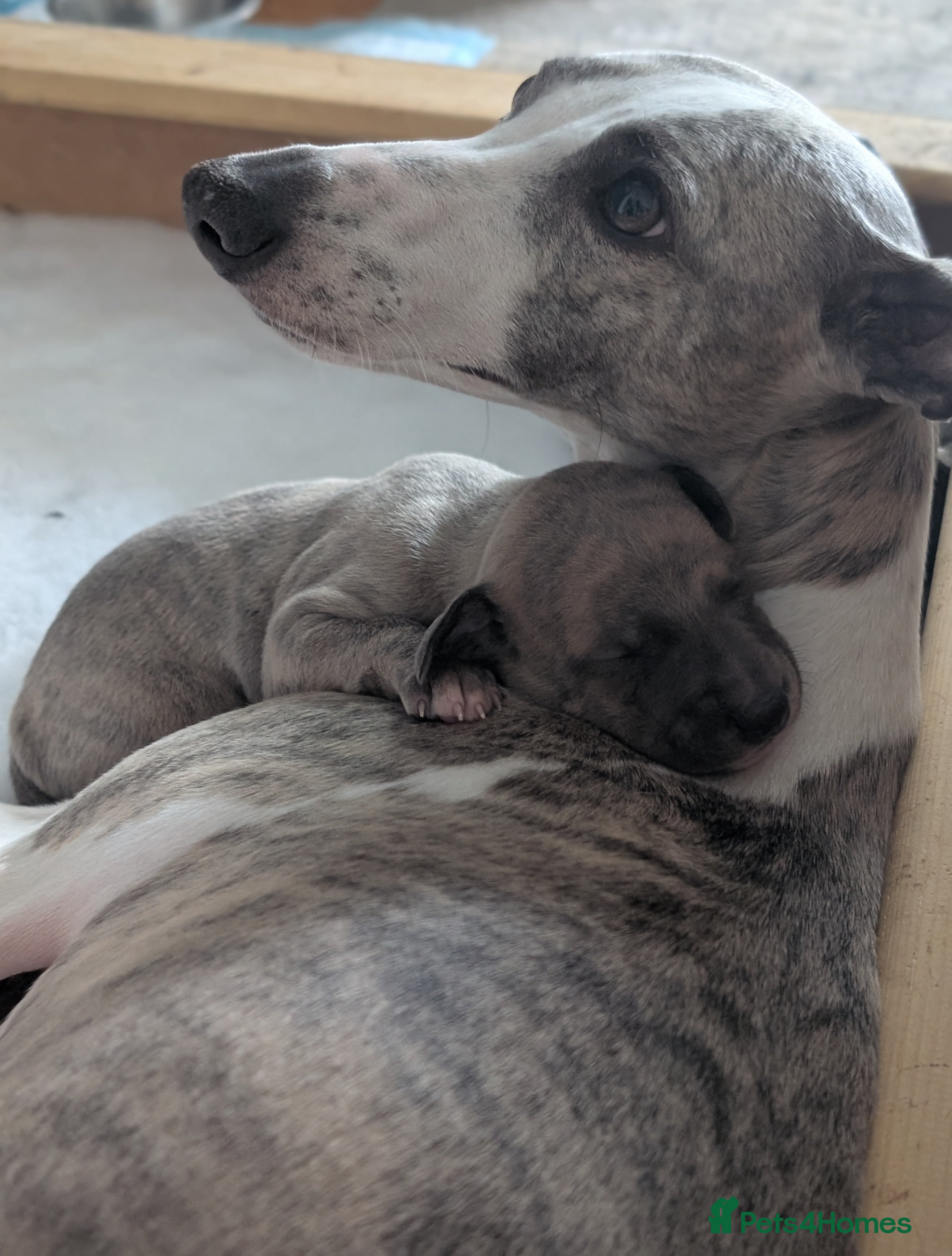 Whippet dogs Gorgeous kc registered whippet puppies  - Advert 1
