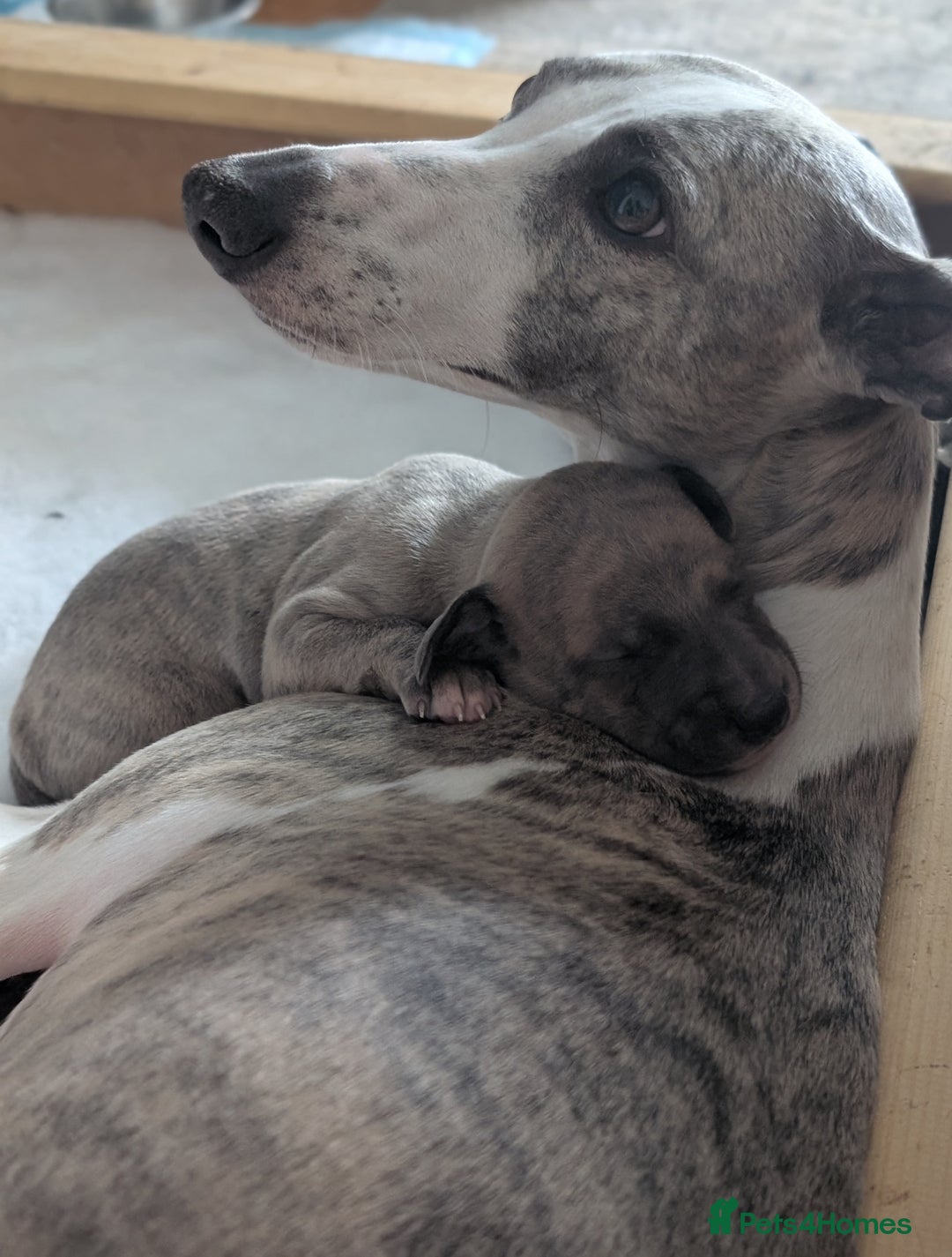 Whippet dogs for sale: Gorgeous kc registered whippet puppies  - Advert 1