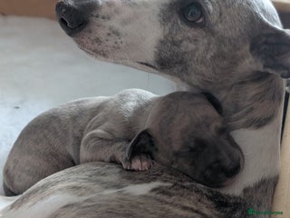 Whippet dogs Gorgeous kc registered whippet puppies - Advert 1