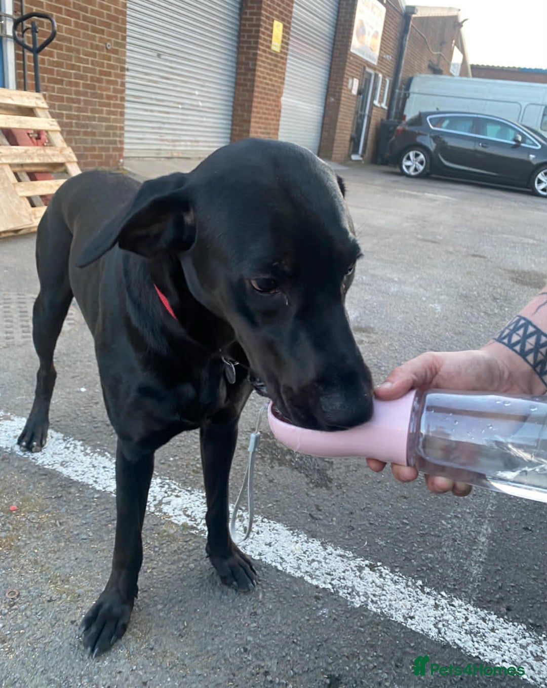 Mixed Breed dogs for sale: Lab X Dobermann for sale  - Advert 4