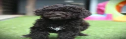 Cockapoo dogs for sale: F1b (Extra Curly) Cockapoos ✨ in Eastleigh - Advert 9