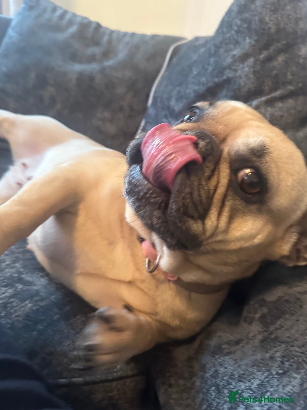 French Bulldog dogs for sale: French bulldog  - Image 2