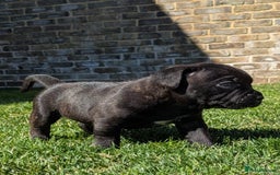 Staffordshire Bull Terrier dogs for sale: Champion Bred - Staffordshire Bull Terrier Puppies - Image 8