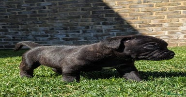 Staffordshire Bull Terrier dogs - Advert 4