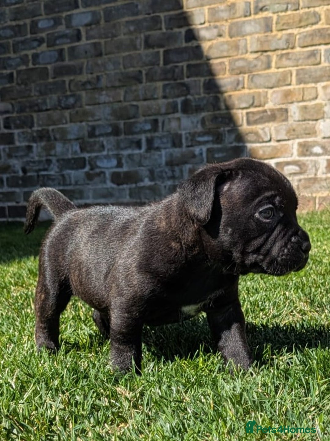 Staffordshire Bull Terrier dogs for sale: Champion Bred - Staffordshire Bull Terrier Puppies - Image 8