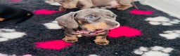 Miniature Dachshund dogs for sale: Miniature Dachshund - Advert 6