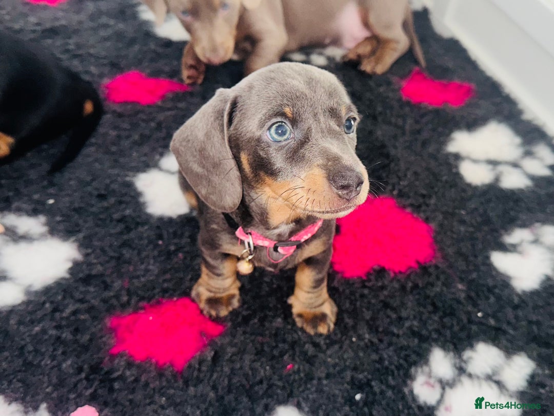 Miniature Dachshund dogs for sale: Miniature Dachshund - Advert 6