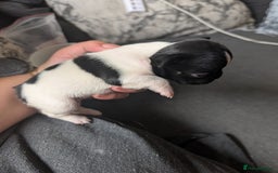 French Bulldog dogs for sale: Frenchie pups for sale  - Image 6
