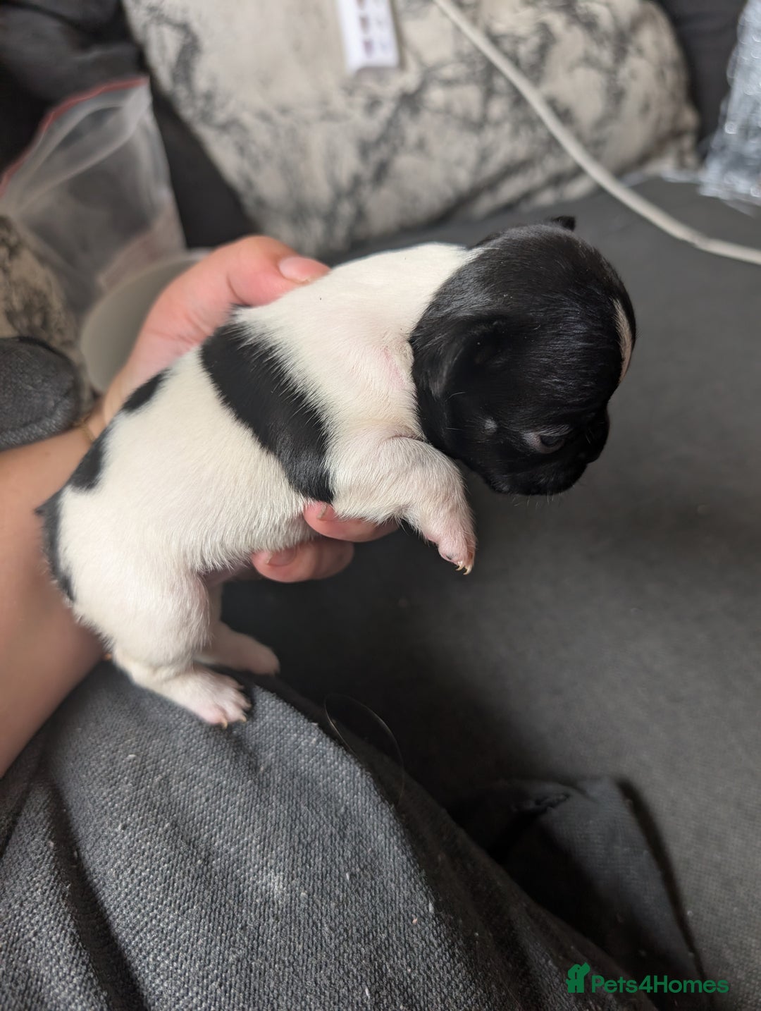 French Bulldog dogs for sale: Frenchie pups for sale  - Image 6
