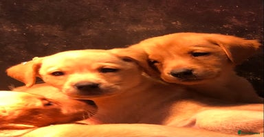 Labrador Retriever dogs - Advert 1