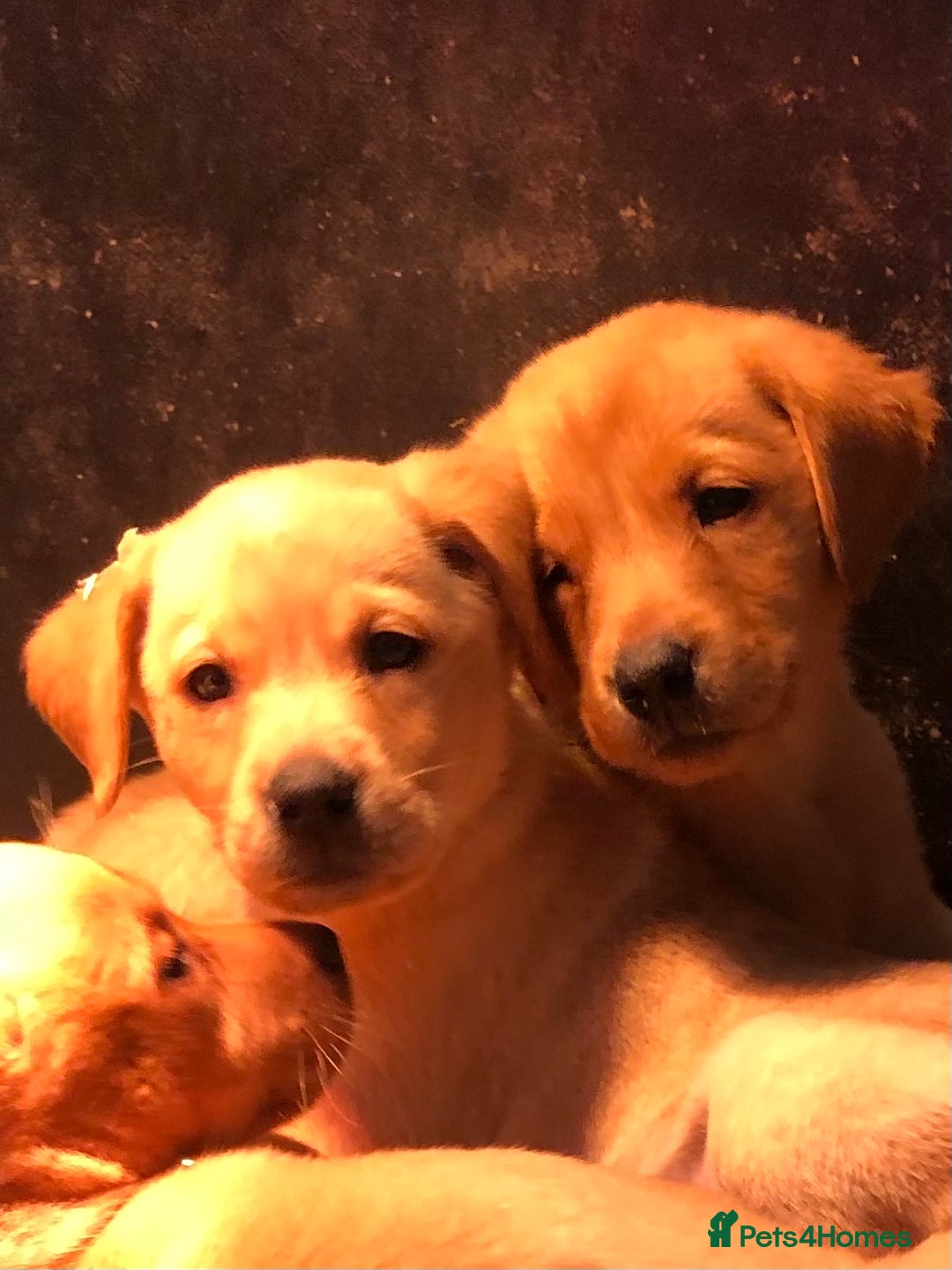 Labrador Retriever dogs for sale: chunky kc registered labrador pups - Image 3