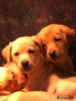 Labrador Retriever dogs - Advert 2