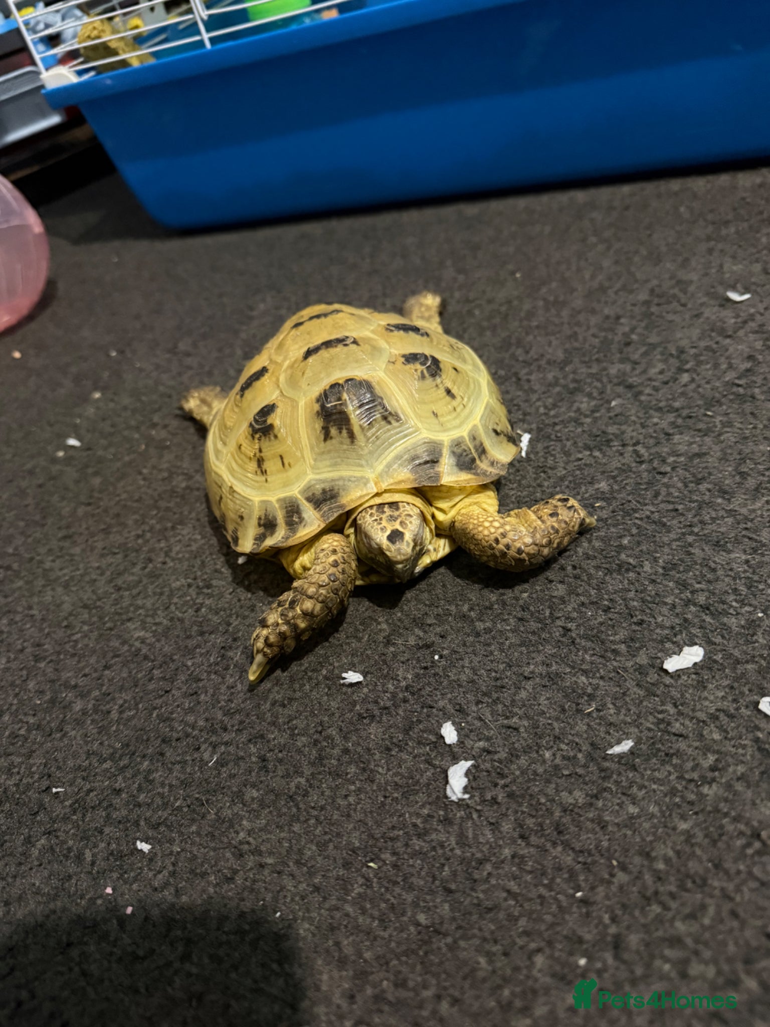 Tortoise reptiles Horsefield female tortoise  - Advert 1