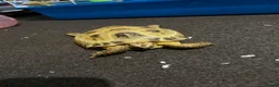 Tortoise reptiles for sale: Horsefield female tortoise  - Advert 1